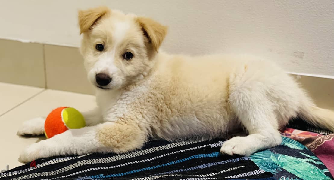 Golden Labrador puppy 0