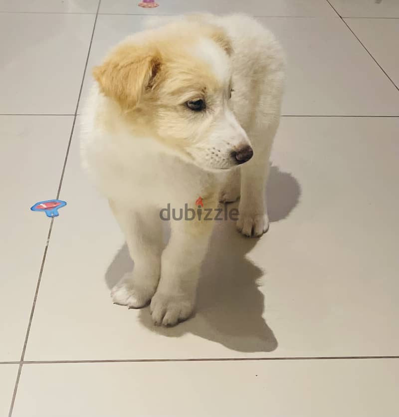 Golden Labrador puppy 1