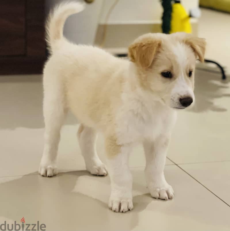 Golden Labrador puppy 2