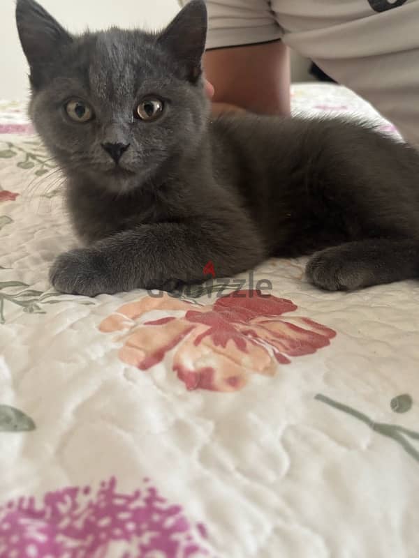 Scottish Straight Hair grey male kitten 5