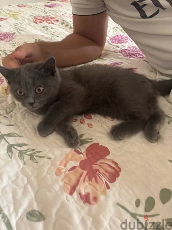 Scottish Straight Hair grey male kitten 6