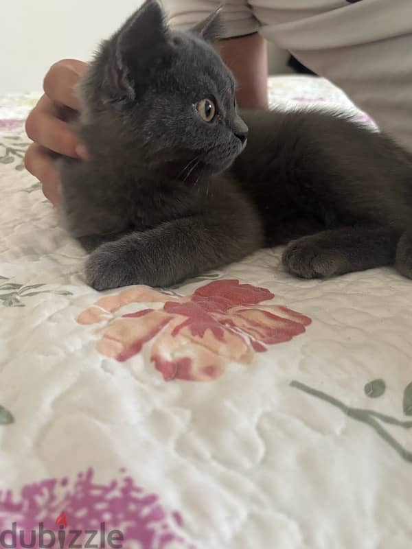 Scottish Straight Hair grey male kitten 7