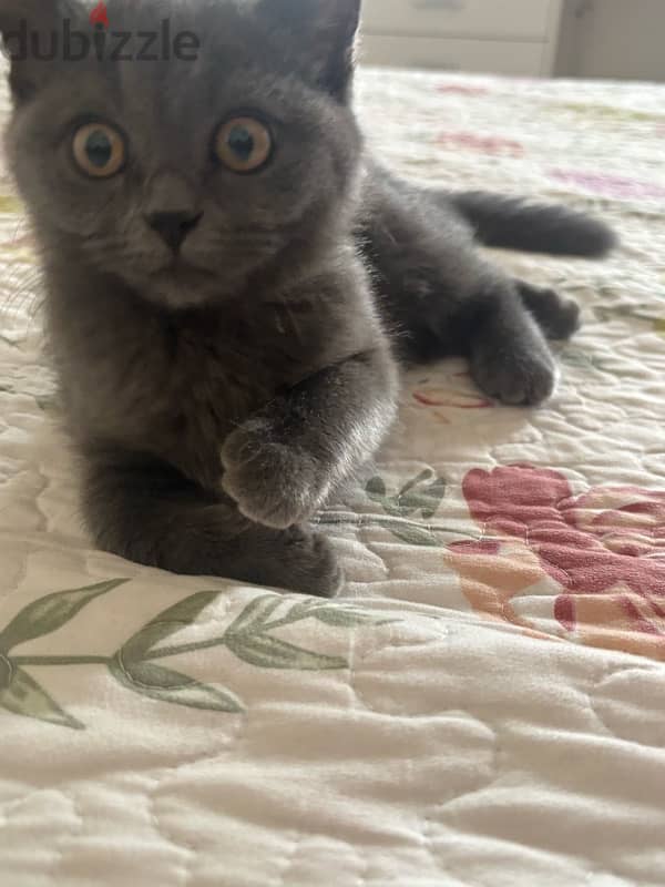 Scottish Straight Hair grey male kitten 8