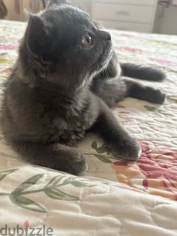 Scottish Straight Hair grey male kitten 9