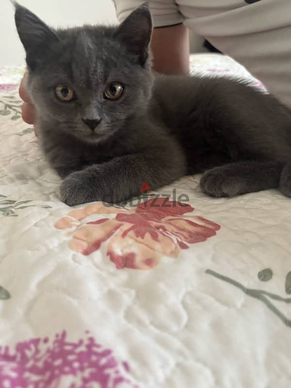 Scottish Straight Hair grey male kitten 10