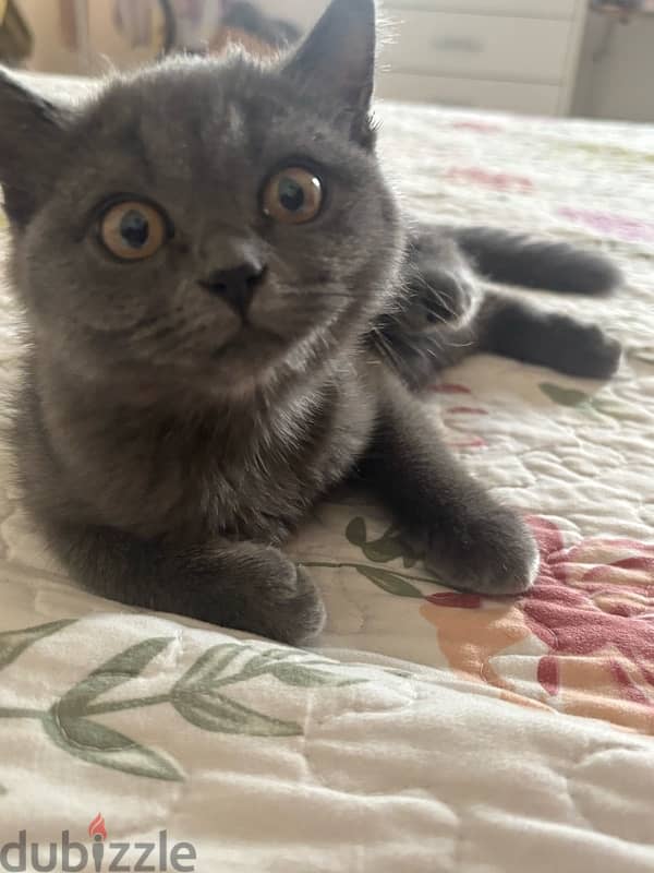 Scottish Straight Hair grey male kitten 11