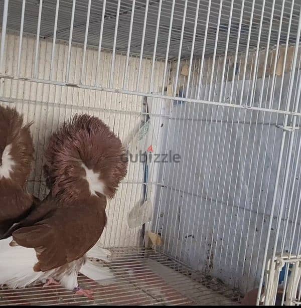 Jacobin birds good healthy and breeding pairs 3