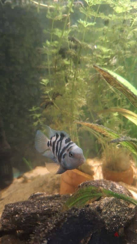 Blue polar parrot breeding pair 1