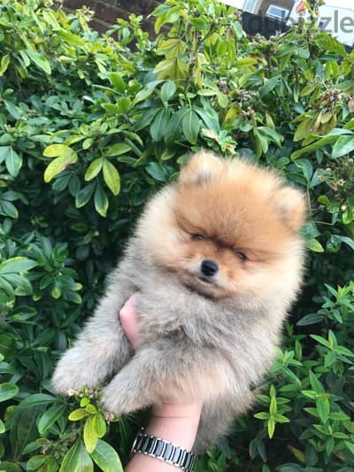 For Sale Male Pomeranian Puppy