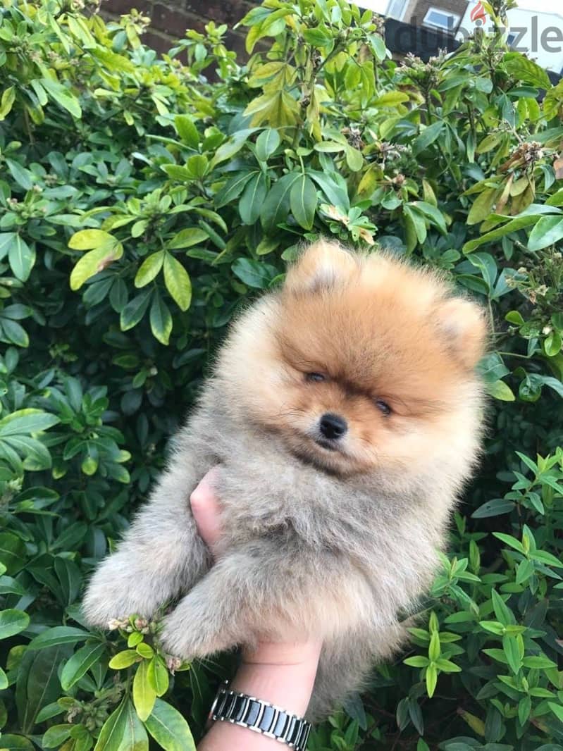 For Sale Male Pomeranian Puppies 0