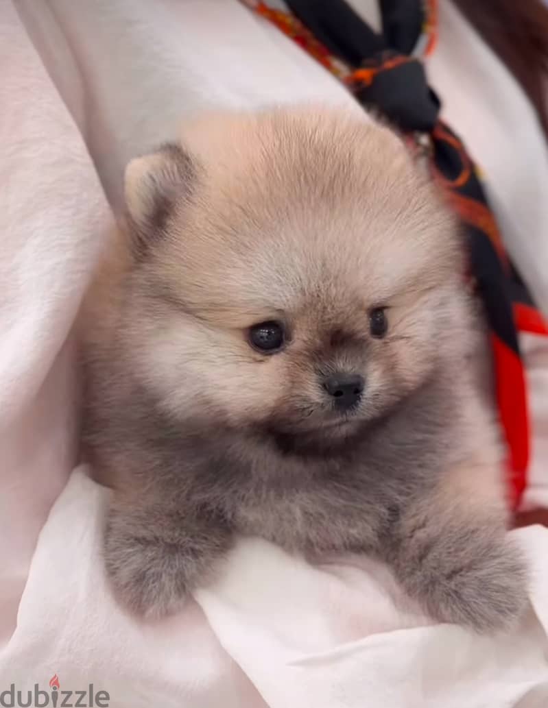 Pure Pomeranian for sale 0