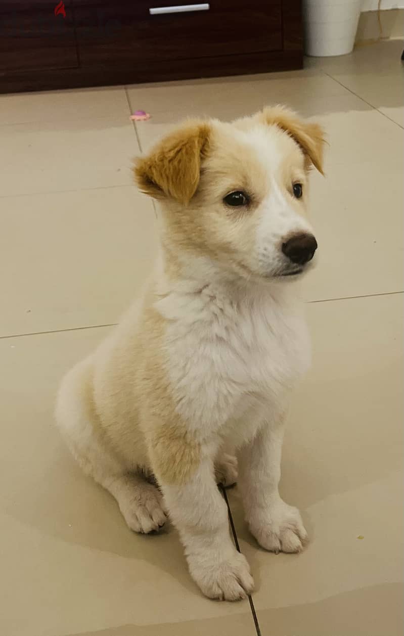 Golden Labrador puppy 3