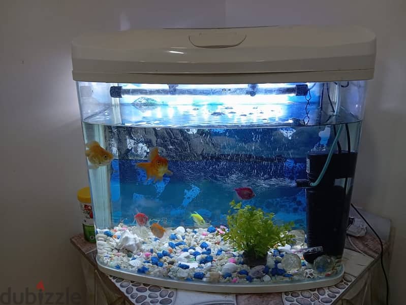 Fish Aquarium with 6 Fish/LED light and Pump 0