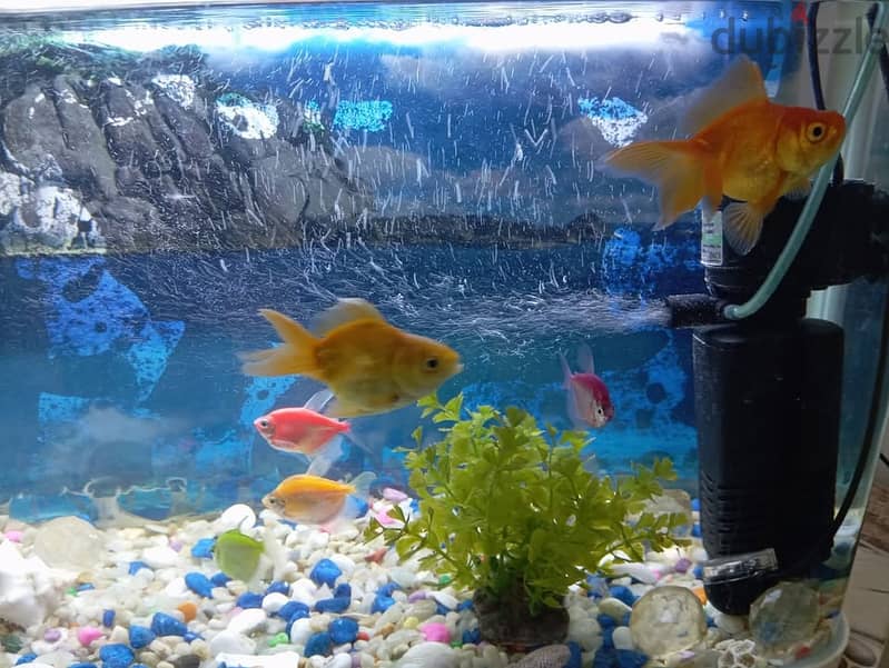 Fish Aquarium with 6 Fish/LED light and Pump 3