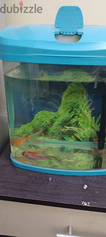 aquarium with 2 gold fish 95859247