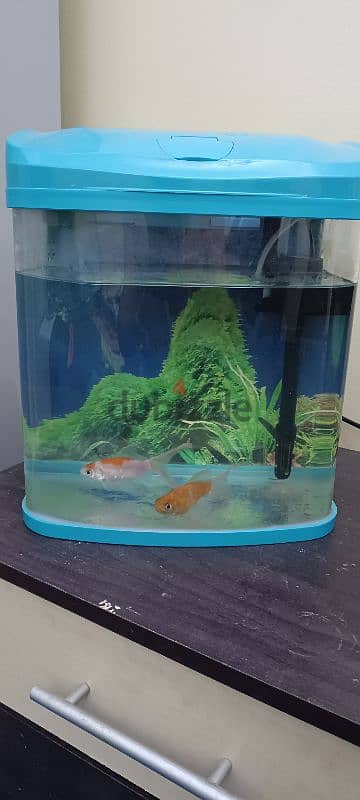 aquarium with 2 gold fish 95859247 2