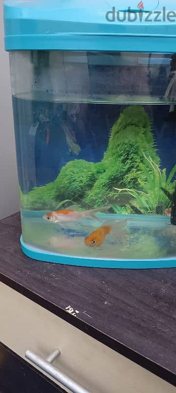 aquarium with 2 gold fish 95859247 3