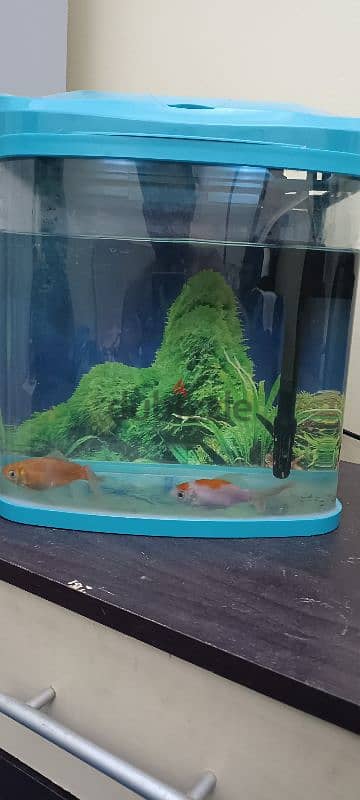 aquarium with 2 gold fish 95859247 5