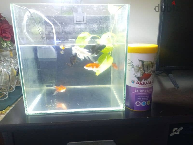 Fish Tank with New filter and lights and with free food 0