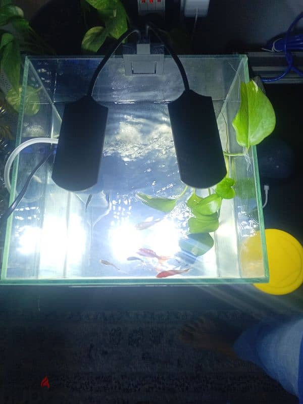 Fish Tank with New filter and lights and with free food 1