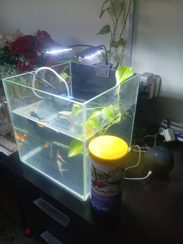 Fish Tank with New filter and lights and with free food 2