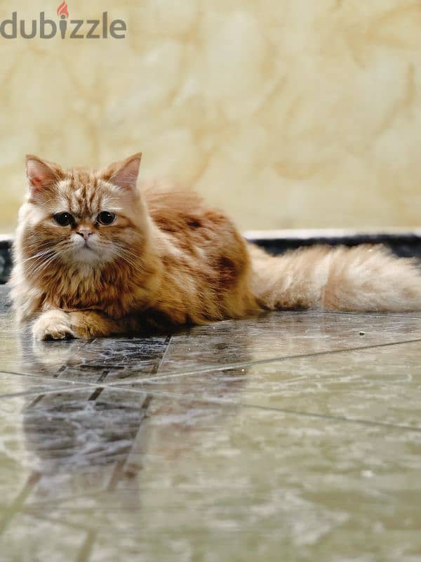 Female Persian Cat 2