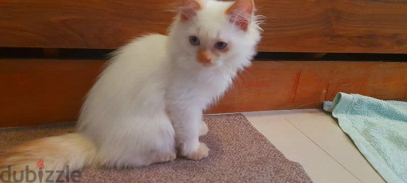 Persian Kitten 00968-97426245 0