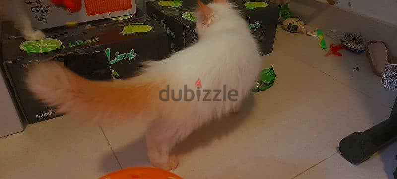 Persian Kitten 00968-97426245 2