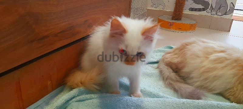 Persian Kitten 00968-97426245 3