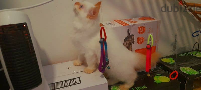 Persian Kitten 00968-97426245 5