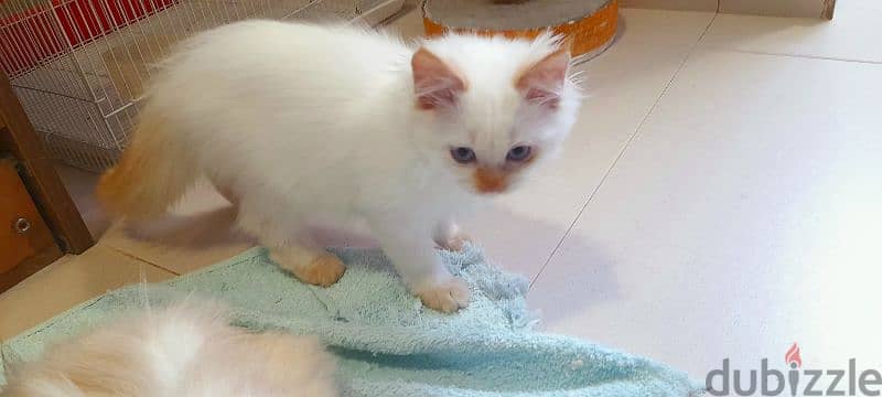 Persian Kitten 00968-97426245 7