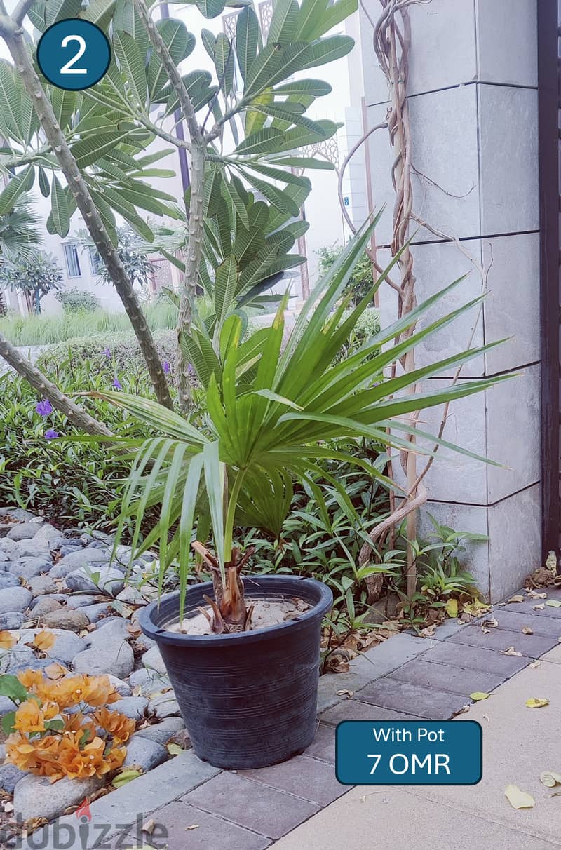 Large Outdoor Plants for Sale, Price on Pictures 1