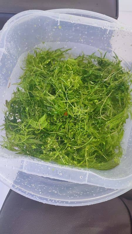 Foxtail Aquarium Plant Cuttings for Sale! 1