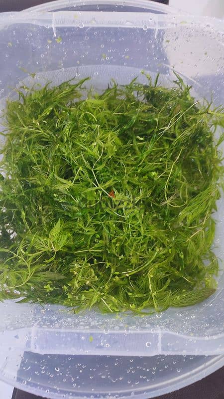 Foxtail Aquarium Plant Cuttings for Sale! 6