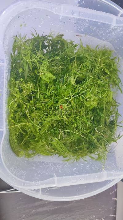 Foxtail Aquarium Plant Cuttings for Sale!