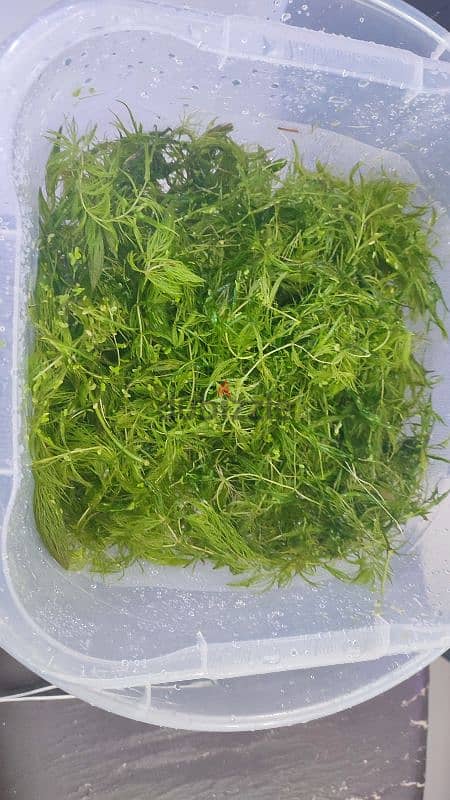 Foxtail Aquarium Plant Cuttings for Sale! 0