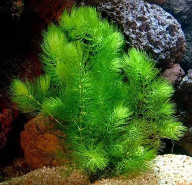 Foxtail Aquarium Plant Cuttings for Sale! 7