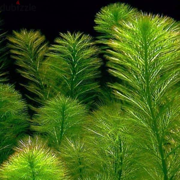 Foxtail Aquarium Plant Cuttings for Sale! 8