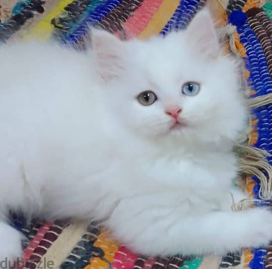 2 months completed 2 male persian kittens for sale-OMR 50/- each 0