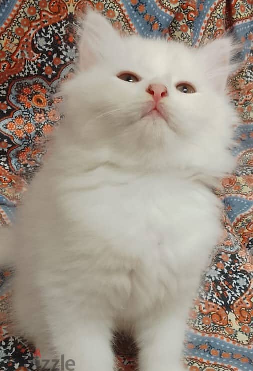 2 months completed 2 male persian kittens for sale-OMR 50/- each 1