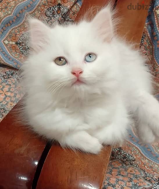 2 months completed 2 male persian kittens for sale-OMR 50/- each 2