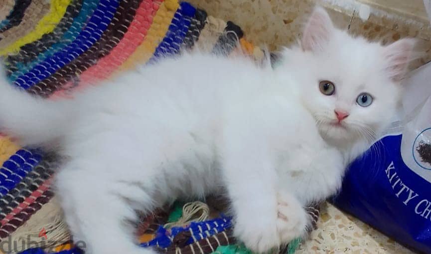 2 months completed 2 male persian kittens for sale-OMR 50/- each 3