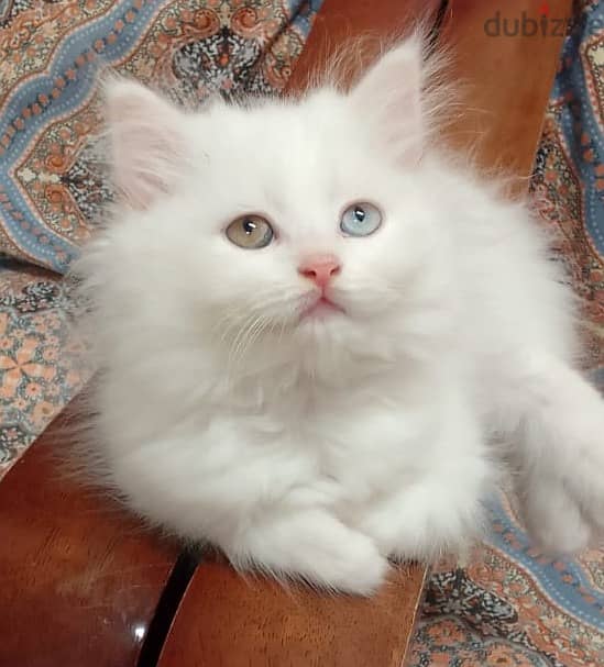 2 months completed 2 male persian kittens for sale-OMR 50/- each 4