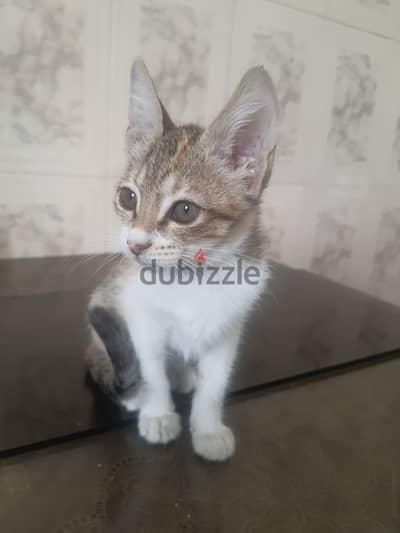 Female Kitten 3 months old