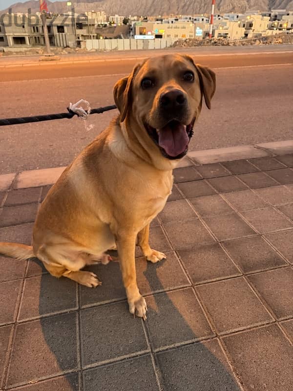 Pure Labrador 3.5 Years Old (Male Dog) 1