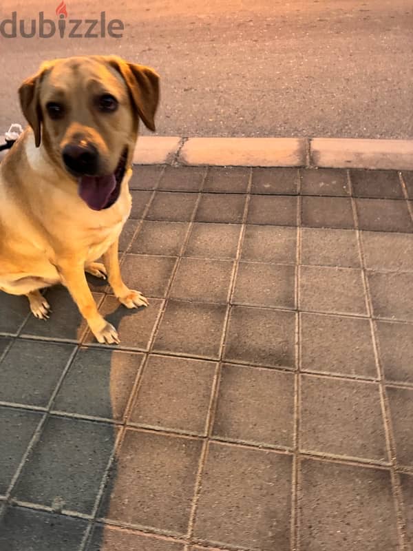 Pure Labrador 3.5 Years Old (Male Dog) 3