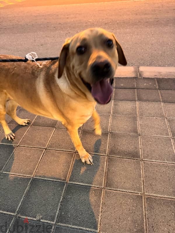 Pure Labrador 3.5 Years Old (Male Dog) 4