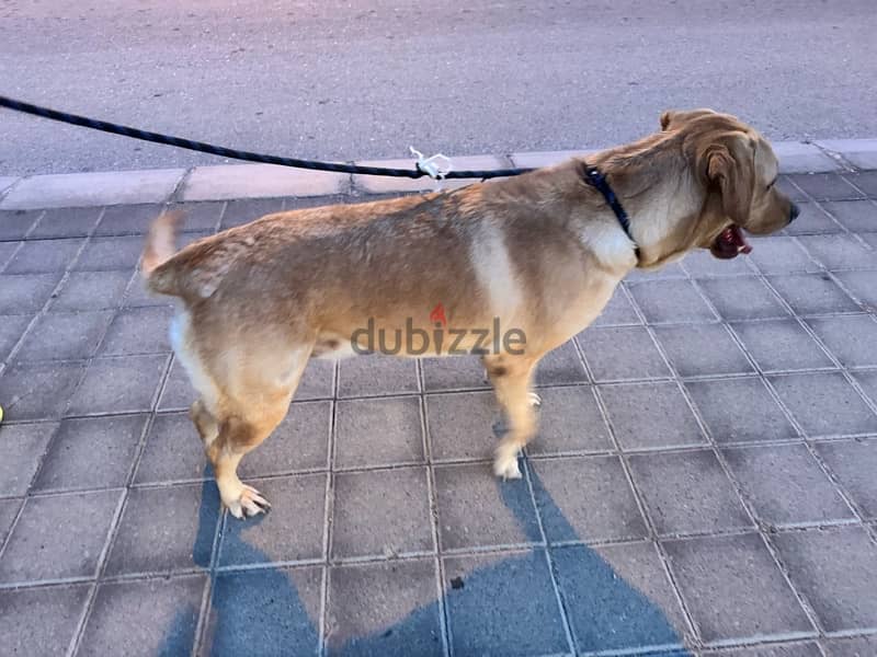 Pure Labrador 3.5 Years Old (Male Dog) 5