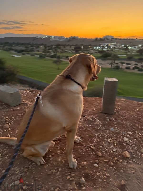 Pure Labrador 3.5 Years Old (Male Dog) 7