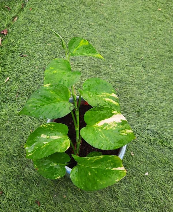 Money plant in ceramic pot for indoor 0